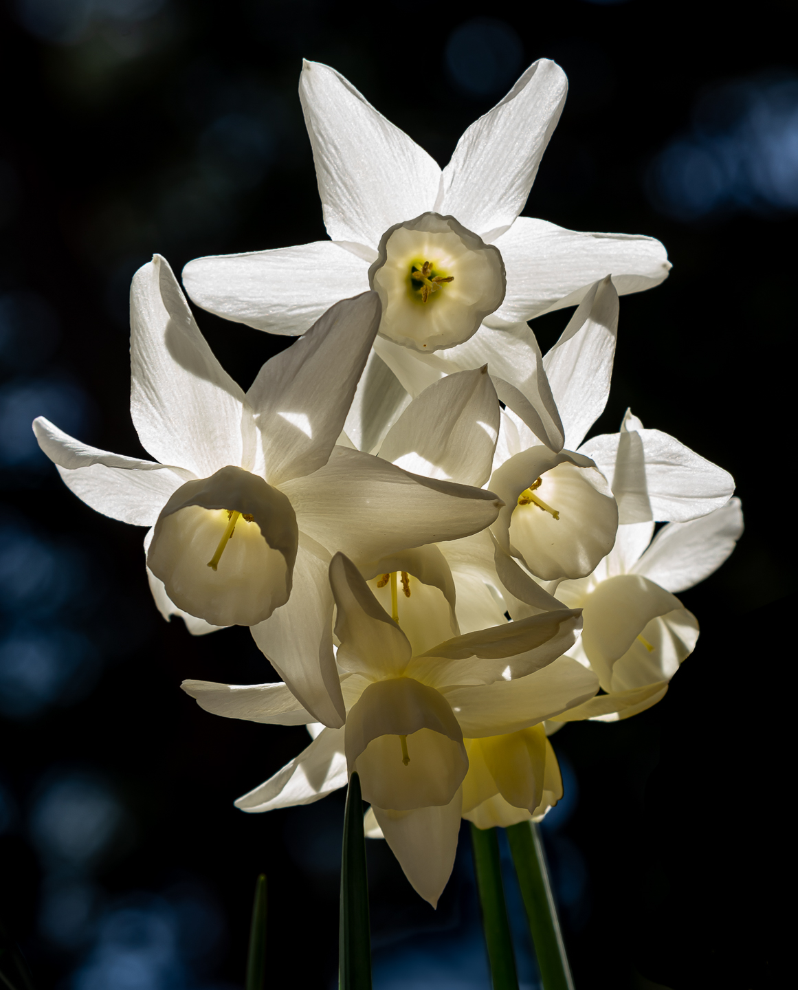 2nd PrizeAssigned Pictorial In Class 3 By Linda Gundersen For Under The Daffodis APR-2023.jpg